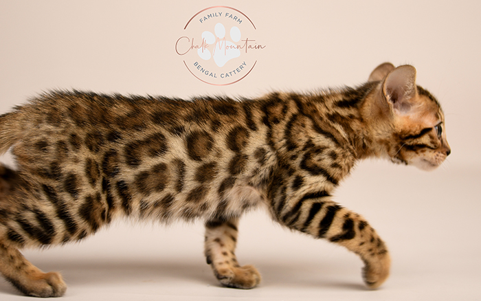 Bengal kitten for sale
